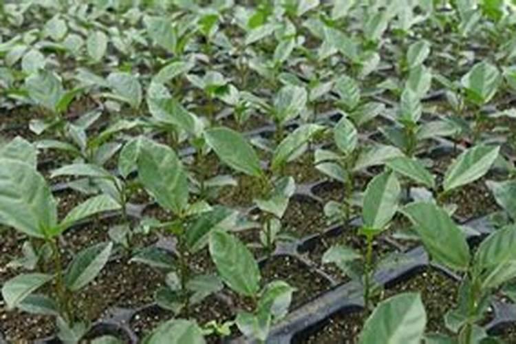 育百香果苗能下氮肥么吗？