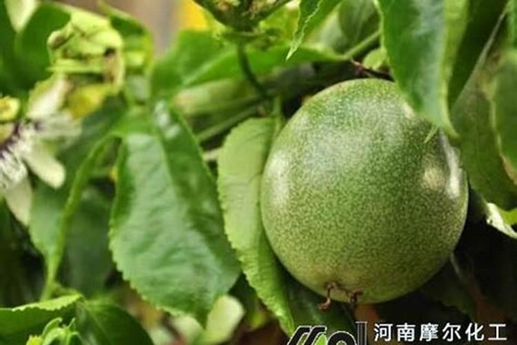 百香果幼苗施什么肥料