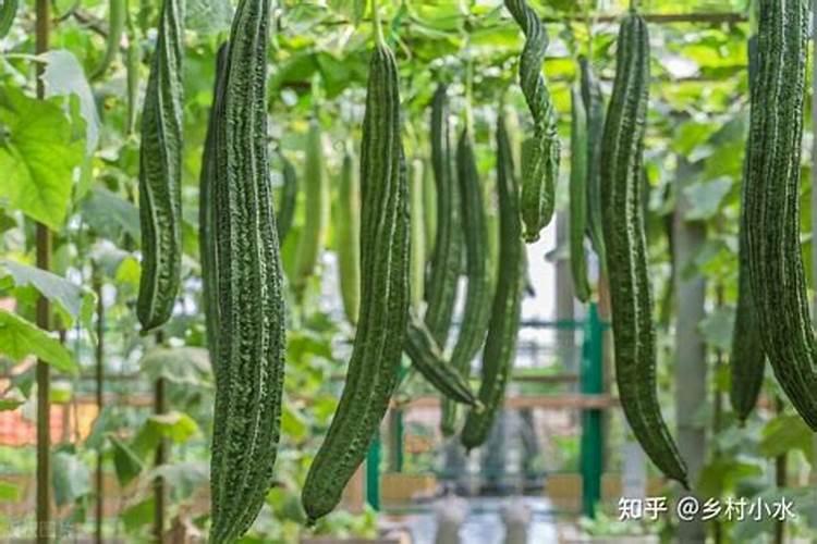 丝瓜叶面肥什么时候喷施最好？