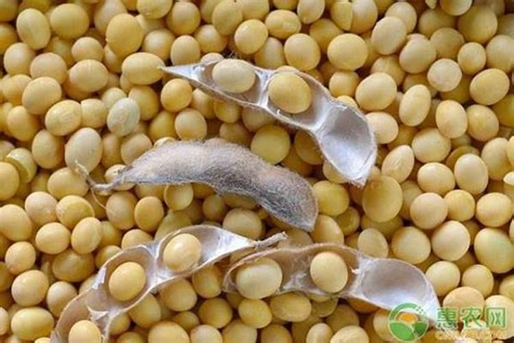 每粒黄豆含多少钾肥呢怎么算含量？