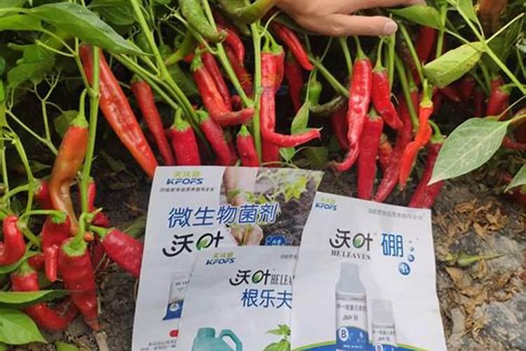 水溶肥浇辣椒好不好用？