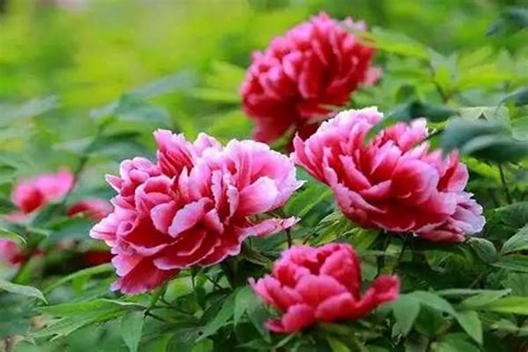 牡丹花怎样种植和养护(分享牡丹花栽种最佳时间)