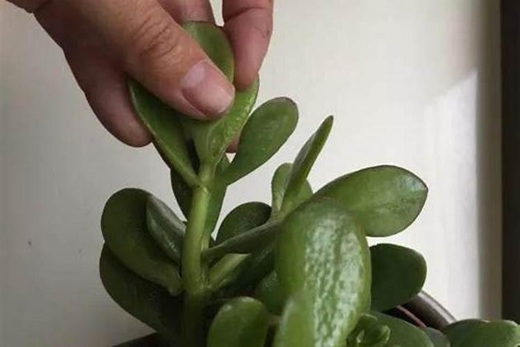 玉树老桩生根的方法有机肥有哪些？