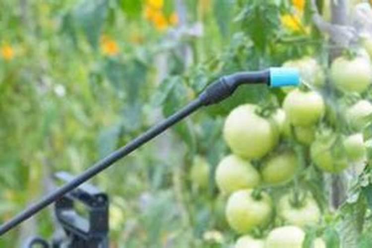 韭菜几天打一次叶面肥比较好？