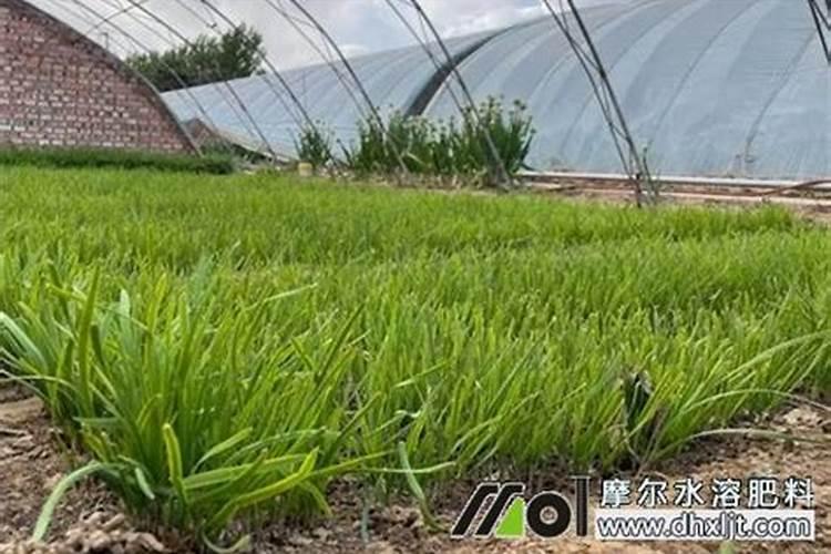 韭菜施肥什么肥料好 韭菜施肥啥肥料好
