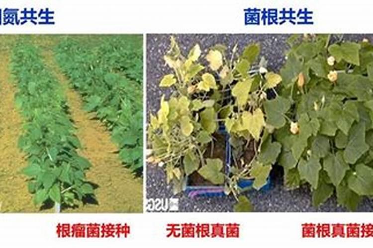 氮肥少了对作物会怎样处理？