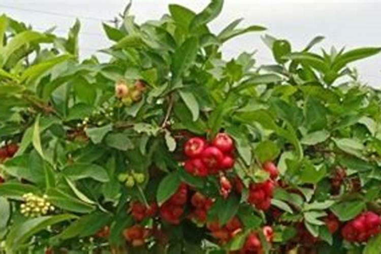 莲雾控梢后多久可以催花？