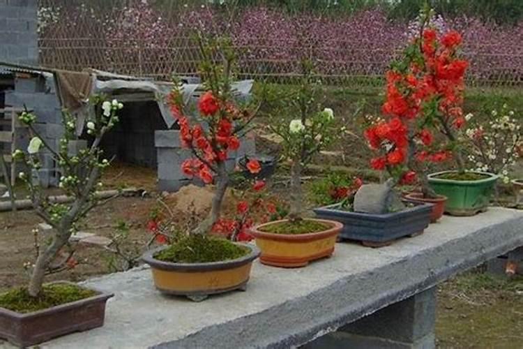 海堂花的养植技术