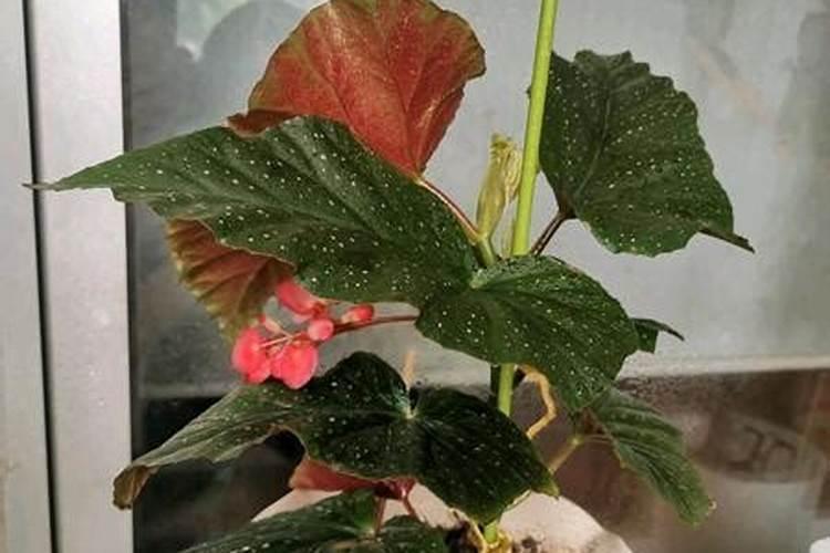 海棠花的养殖方法和修剪技术