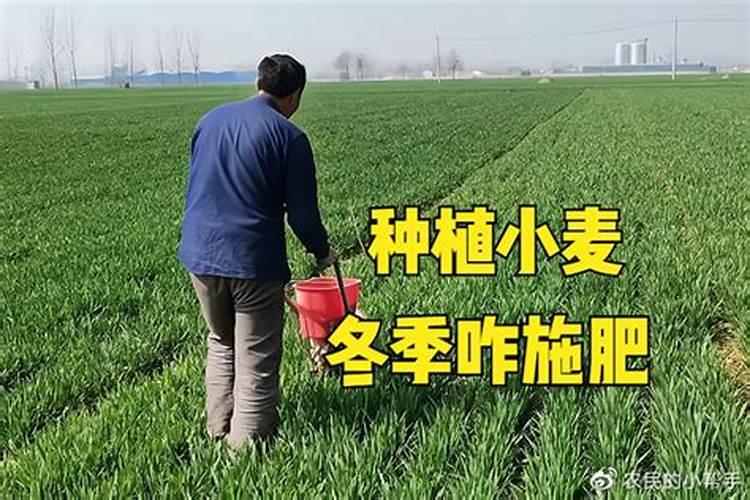 小麦冬季施肥时间施什么肥料？