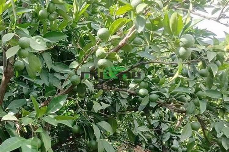 柑橘树用什么肥料最佳