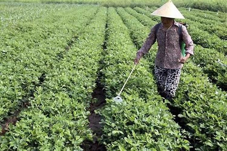 矮壮素可以控制菠菜旺长吗？