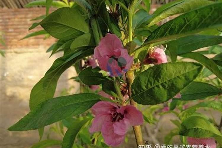 桃快成熟下什么肥料好？