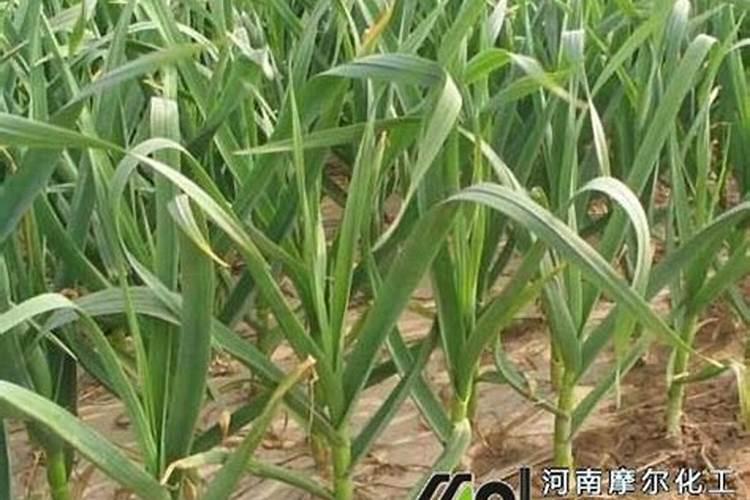 每亩大蒜需多少钙肥合适？