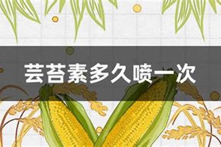 芸苔素喷月季多久喷一次好一点？