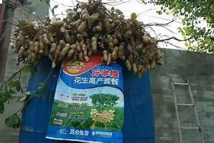 叶面肥用量多少合适冬天？