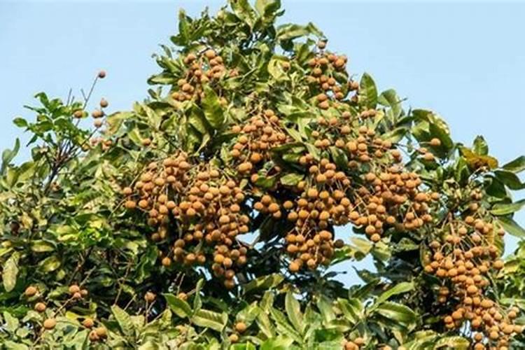 龙眼树用磷肥催花吗怎么用？