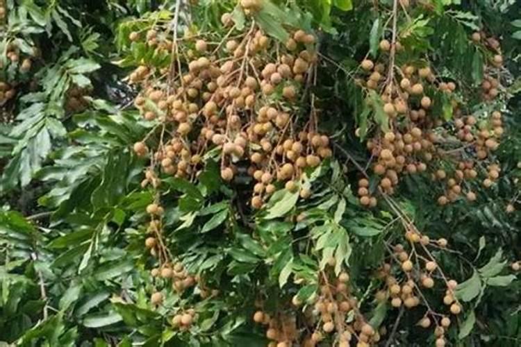 龙眼花期怎么管理 如何管理龙眼花期