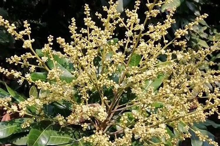 龙眼树应该怎样控梢促花呢？