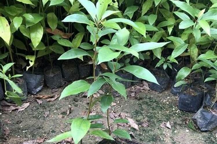 香樟树施什么肥好