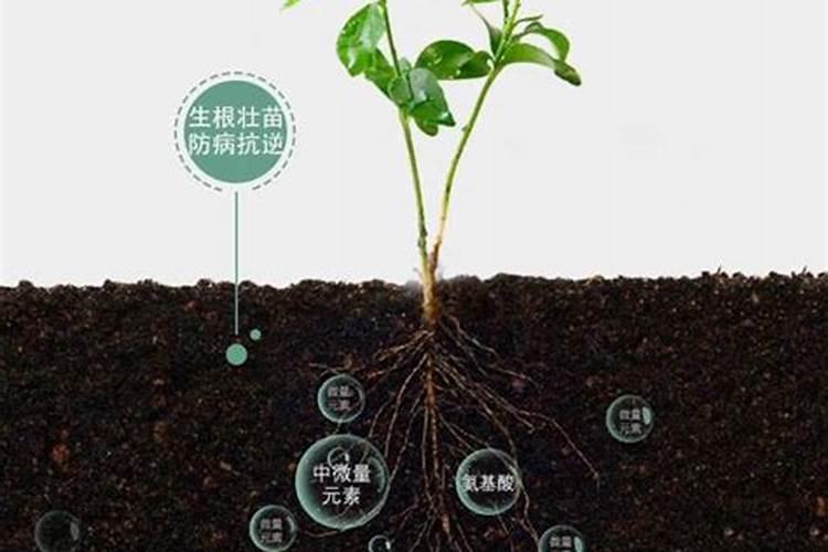 叶面肥是什么类型的肥料？