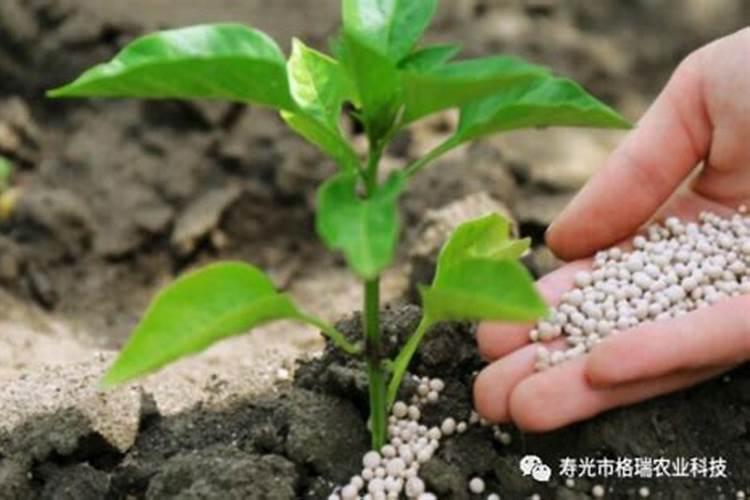 辣椒最怕的三种肥料是哪几种