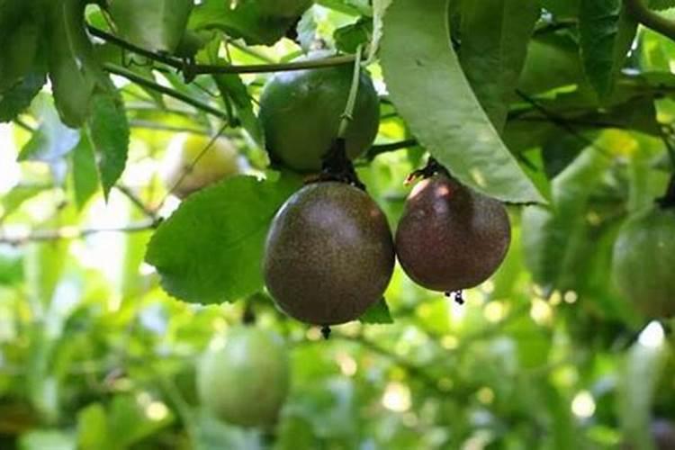 百香果怎样放磷肥最好用呢？