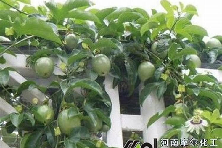 百香果挂果后如何施肥？
