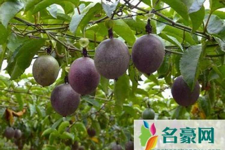 怎样才能使百香果开花结果