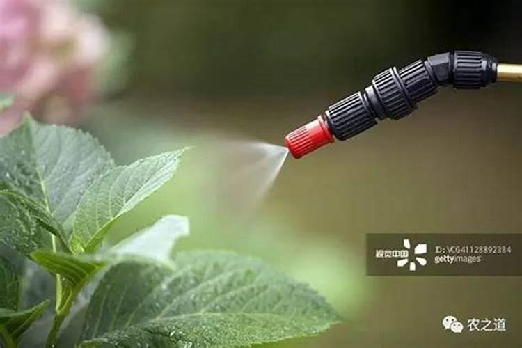 西瓜喷叶面肥有什么症状和反应？