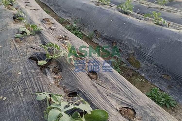 肥料西瓜打到叶子怎么办