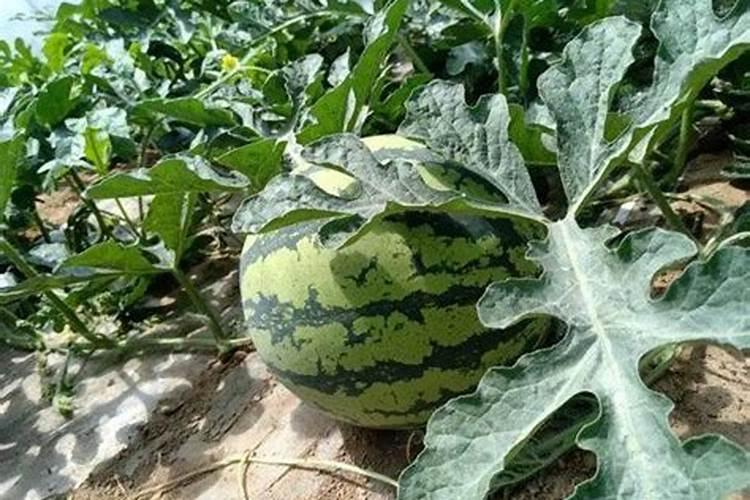 西瓜用什么肥料增甜