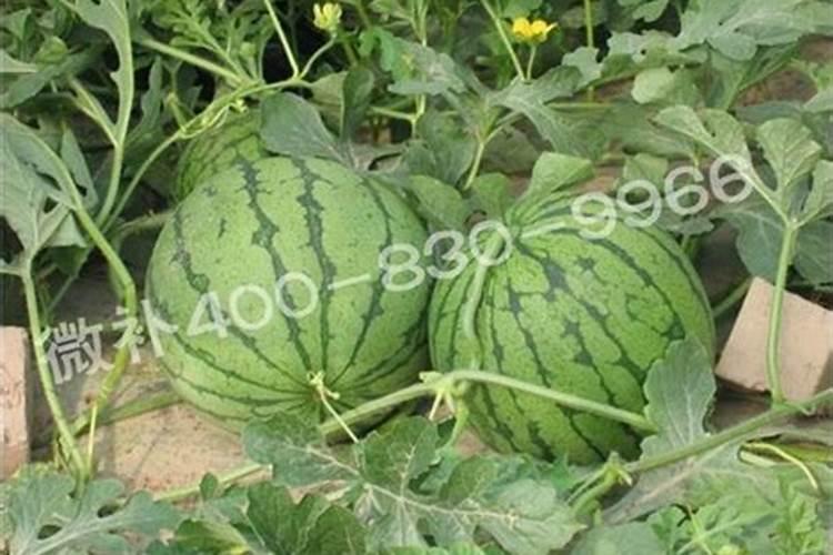 西瓜种植前需要什么底肥？