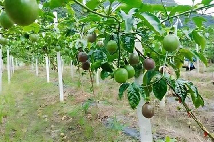 钾肥怎么给百香果施肥呢？