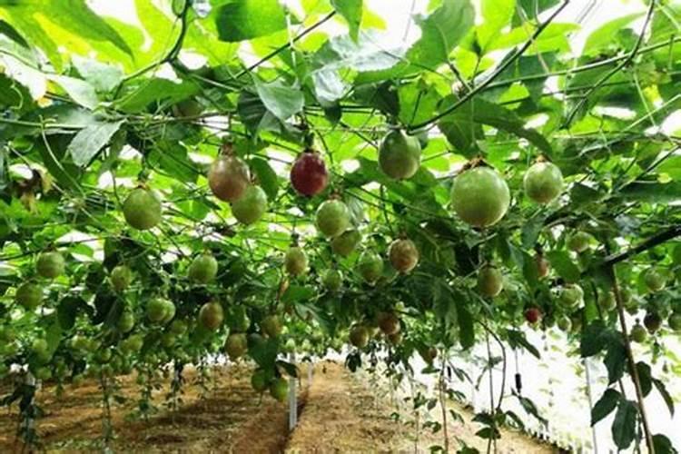 百香果种植什么时候用钾肥？