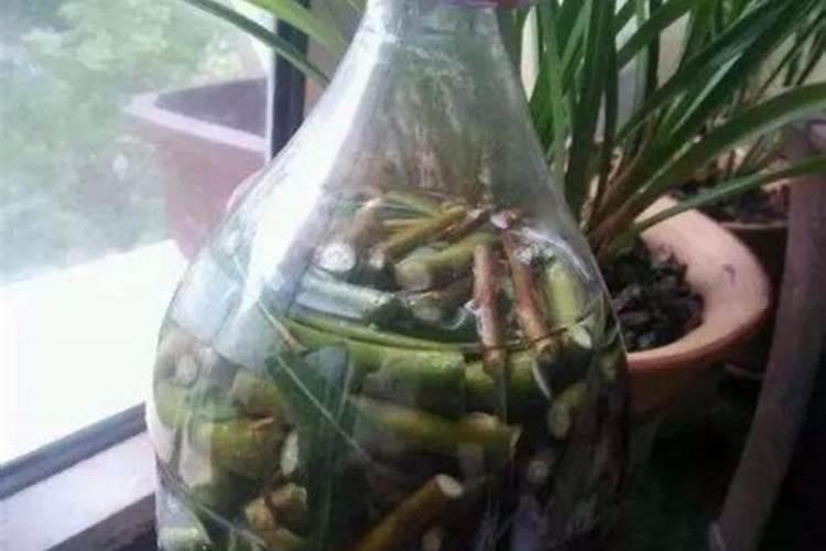 小树怎样生根快杀虫 如何使树木快速生根