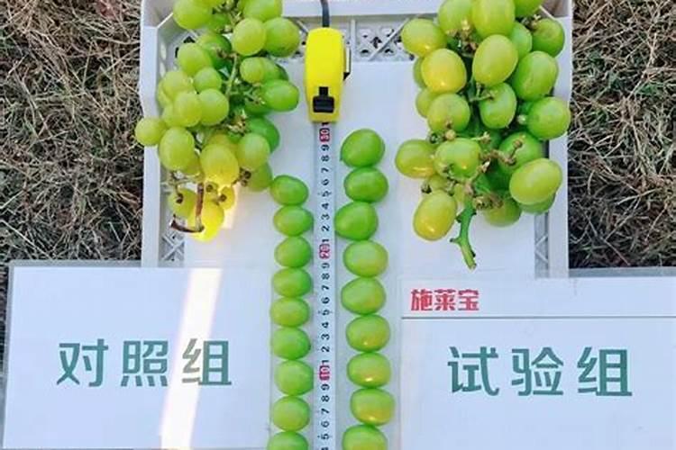 阳光玫瑰有花穗还能用高氮肥吗？
