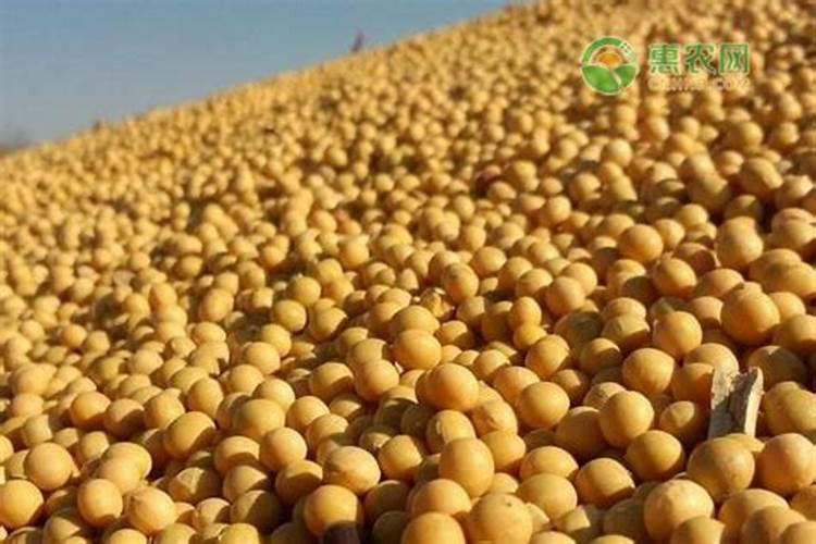黄豆根什么时候产氮肥最好用？