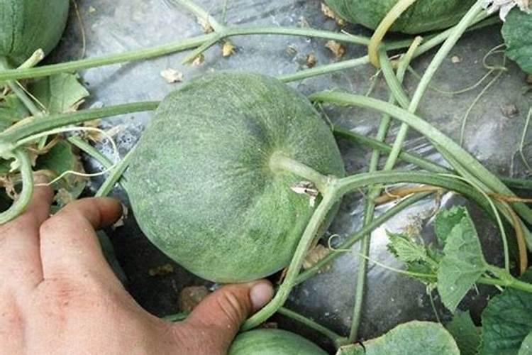 打瓜用什么叶面肥效果好一点？