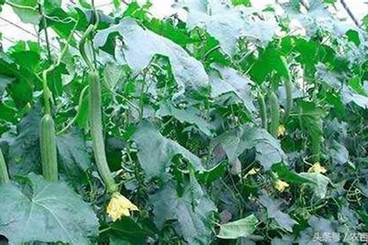 打瓜旺长不结瓜打芸苔素可以？