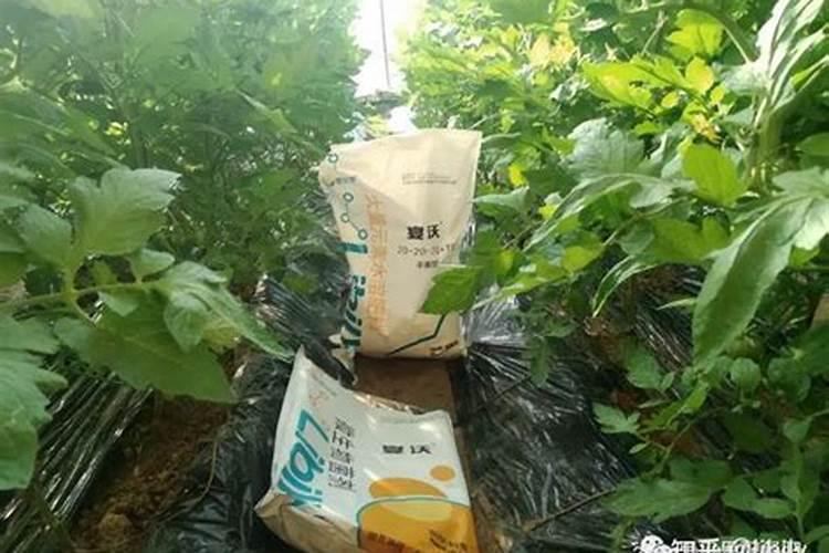 尿素水溶肥几天被吸收了怎么办？