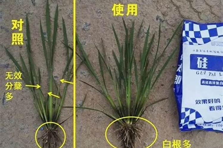 硅肥对水稻的主要作用