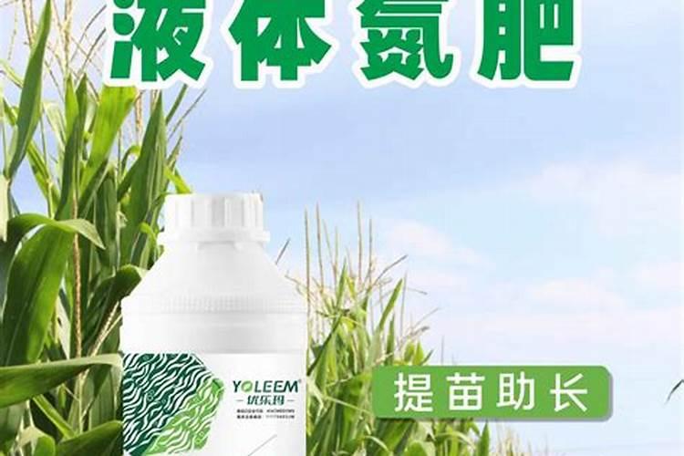 生菜打液体氮肥行吗？