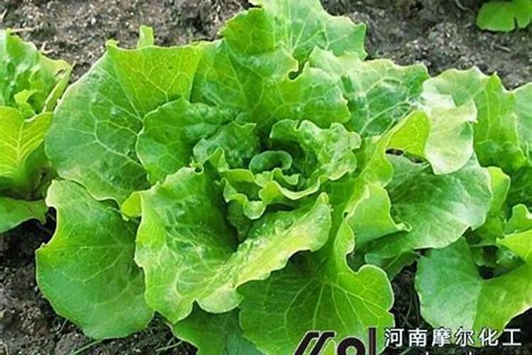 生菜施什么肥长得又大又肥