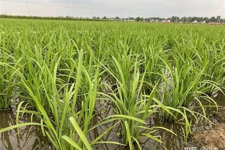 菜苗下雨黄叶可以施氮肥吗为什么？