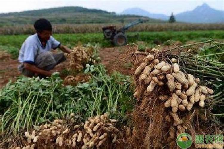 种花生用什么肥料好