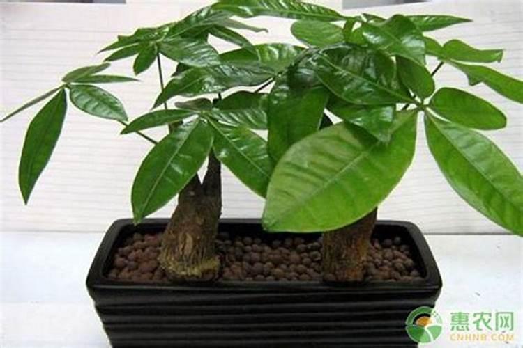 适合发财树的肥料有哪些