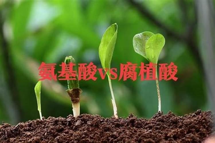 氨基酸与腐殖酸哪个效果好一些？