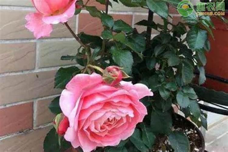 月季施什么肥开花最好