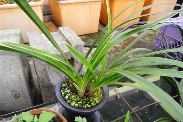 带花苞的兰花怎样施叶面肥最好？